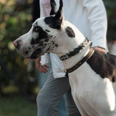 White and black Great Dane with cropped ears walking