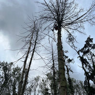 Nicolas Boldo - Élagage et abattage d'arbres