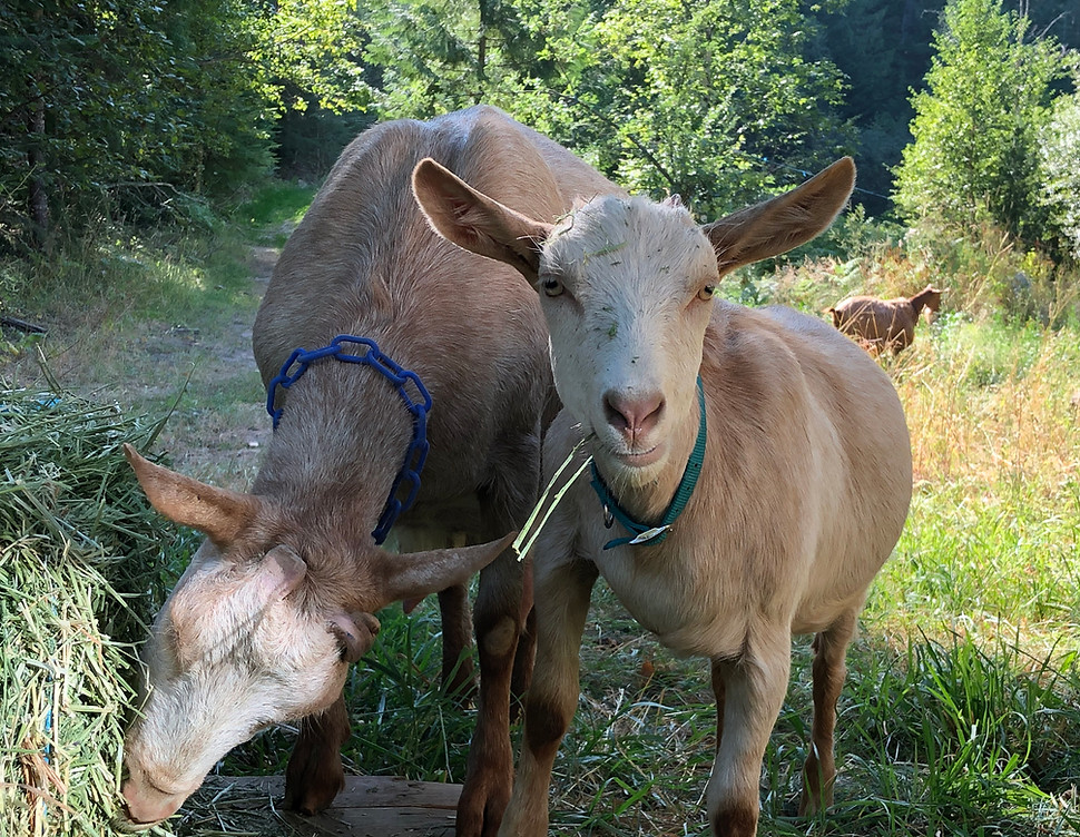 Pondicherry Farms Artisan Goat Milk Products & Services / Naples, Idaho