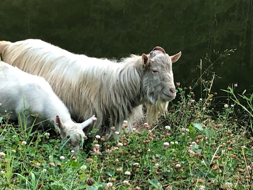 Thumbnail: Guernsey Goats