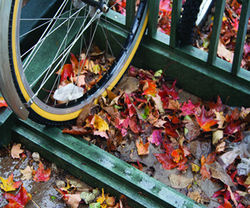 Epitomy of Fall