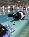 penguin3.jpg