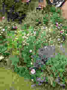 Francesca Sharp Flowers shares a view of her cutting patch