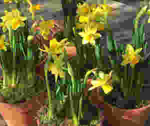 Spring gardening by Francesca Sharp Flowers