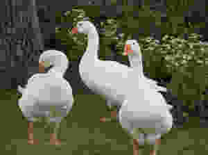 Francesca Sharp Flowers gardening services with Geese in tow