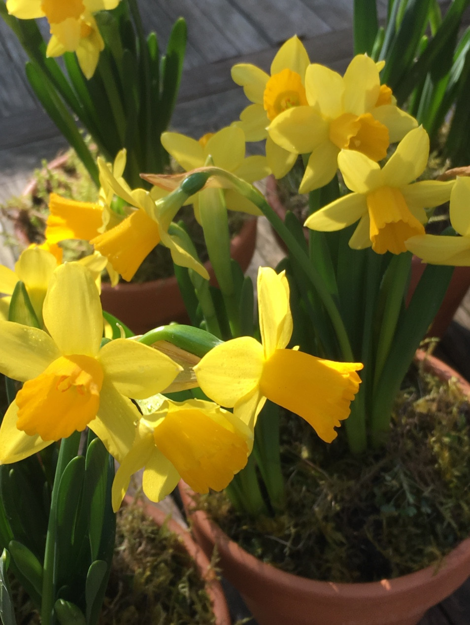 Spring Tete-a-tete pots should be protected - Gardening tips from Francesca Sharp Flowers