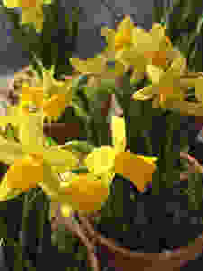 Spring Tete-a-tete pots should be protected - Gardening tips from Francesca Sharp Flowers