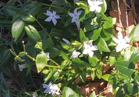 Periwinkle is a hardy winter flower says gardening expert Francesca Sharp Flowers