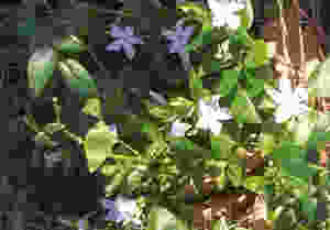 Periwinkle is a hardy winter flower says gardening expert Francesca Sharp Flowers