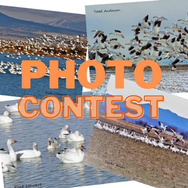 Photo contest picture.png