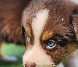 Australian shepherd puppy