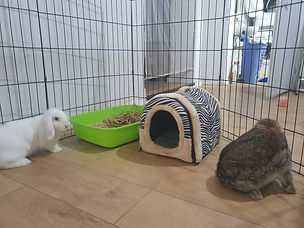 Boarding house for rabbits