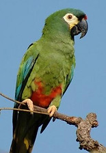 American parrot