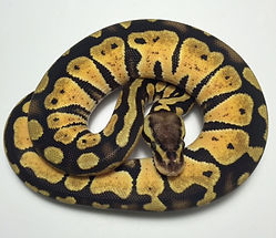 A ball python
