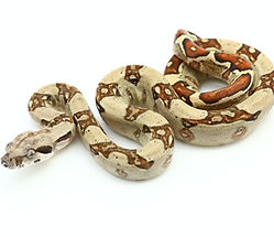 A snake is coming
