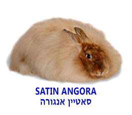 Types of rabbits