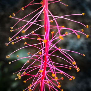 Nervous Hibiscus