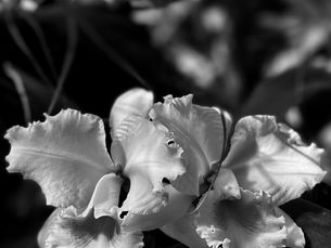 Wounded Faith