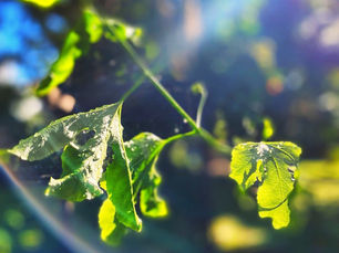 Morning Star