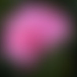 The Eaten Flower