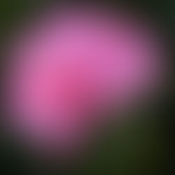 The Eaten Flower