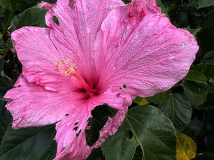 The Eaten Flower