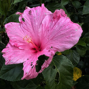 The Eaten Flower