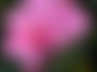 The Eaten Flower