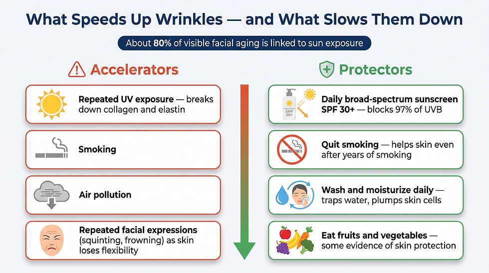 Chart comparing wrinkle accelerators such as UV exposure and smoking against protectors such as daily sunscreen and quitting smoking