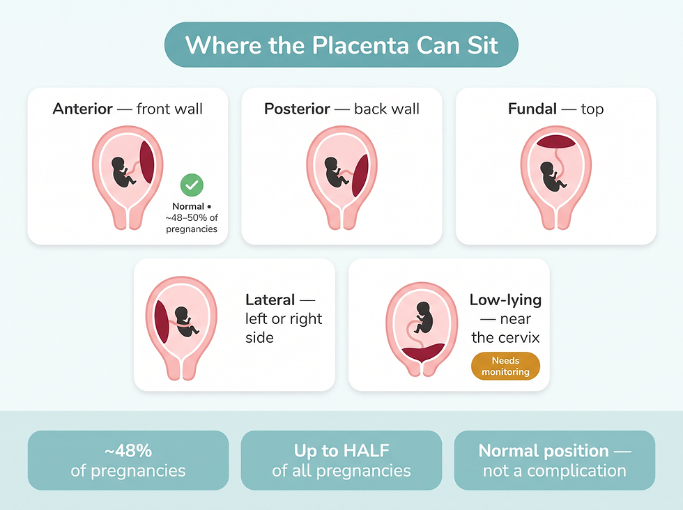 Where the placenta can sit inside the uterus: anterior, posterior, fundal, lateral, and low-lying positions