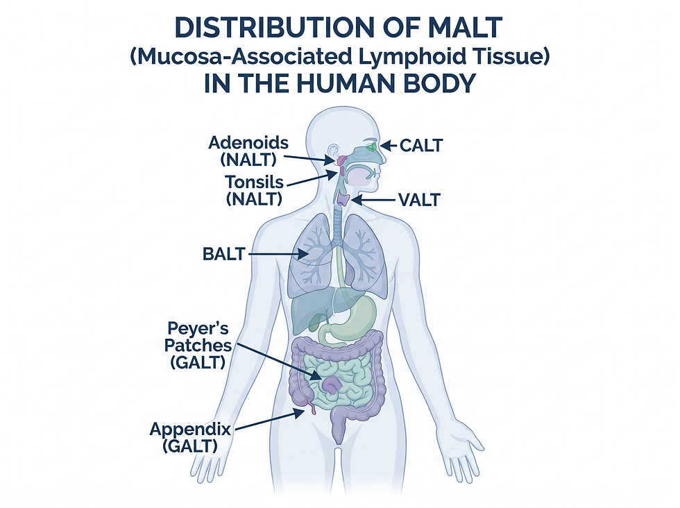 Diagram of MALT distribution in the human body showing adenoids, tonsils, BALT, Peyer's patches, and appendix