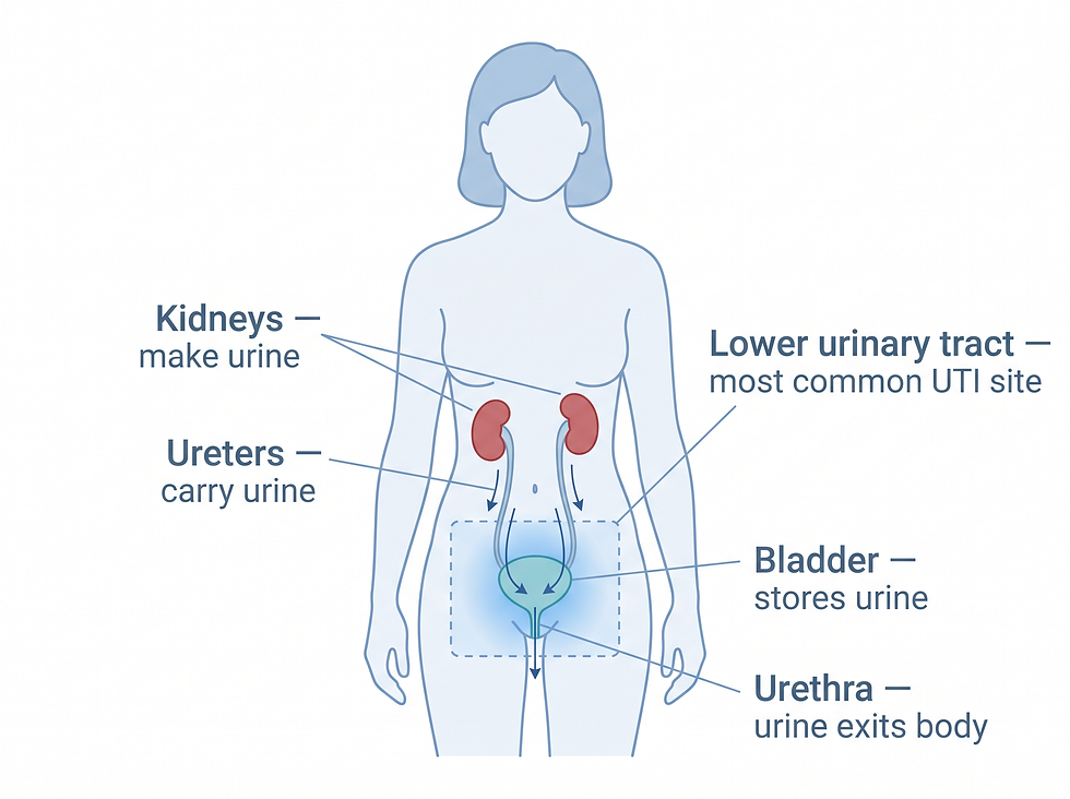 A diagram of the urinary system showing the kidneys, ureters, bladder, and urethra, with the lower urinary tract highlighted as the most common site of urinary tract infections
