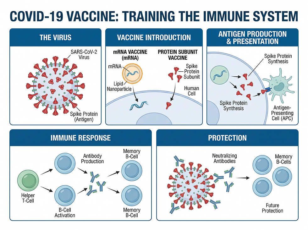 Immune System Training Mechanism