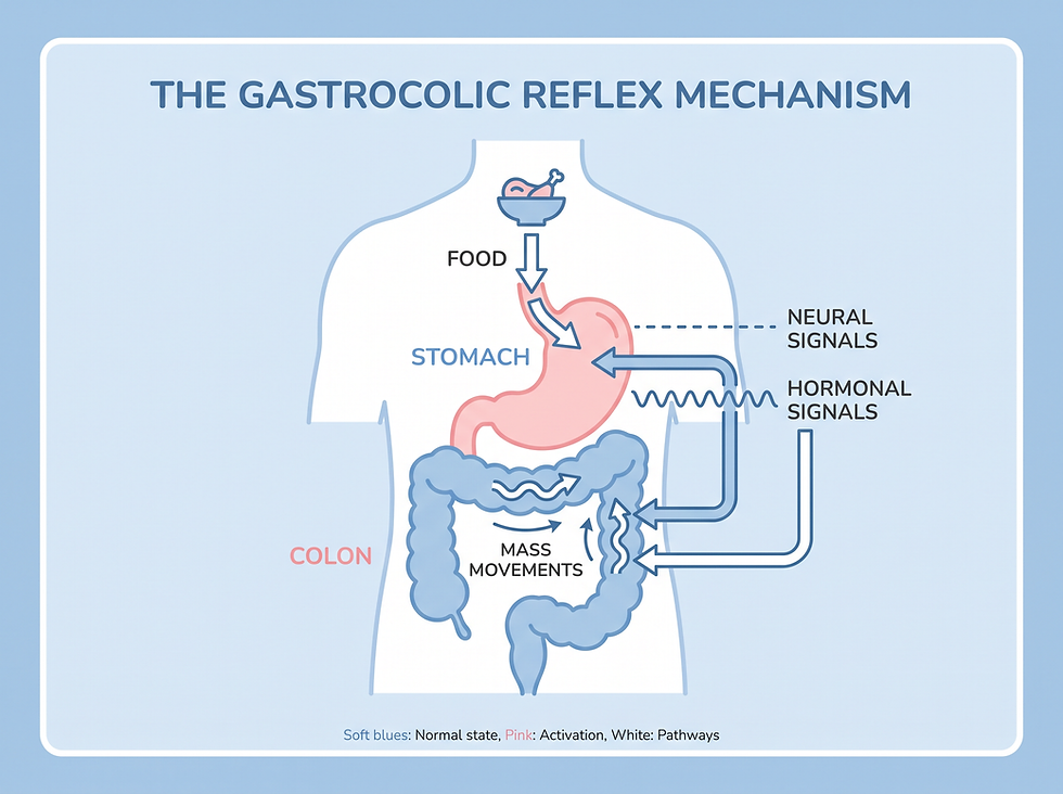Medical Diagram of the Gastrocolic Reflex Mechanism and Signal Pathway