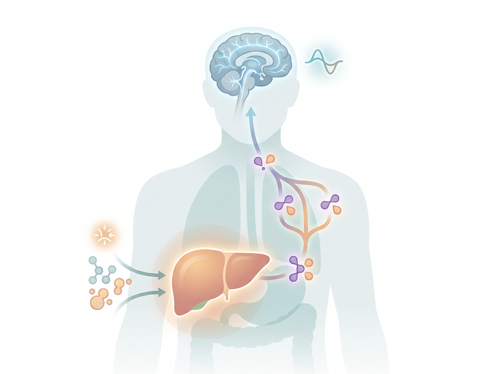 A professional medical illustration showing the metabolic shift from glucose-based energy to ketone-based energy, with the liver producing ketones from fats and the brain using them to stabilize neuronal activity