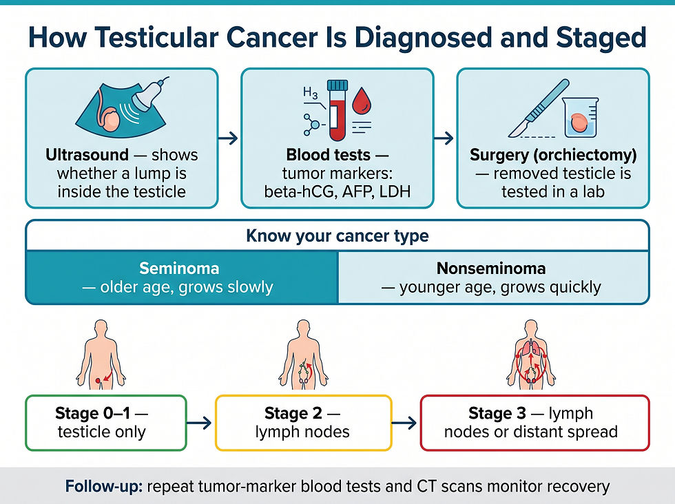 How testicular cancer is diagnosed and staged infographic: ultrasound, blood tests, orchiectomy, seminoma vs nonseminoma, stages 0-3