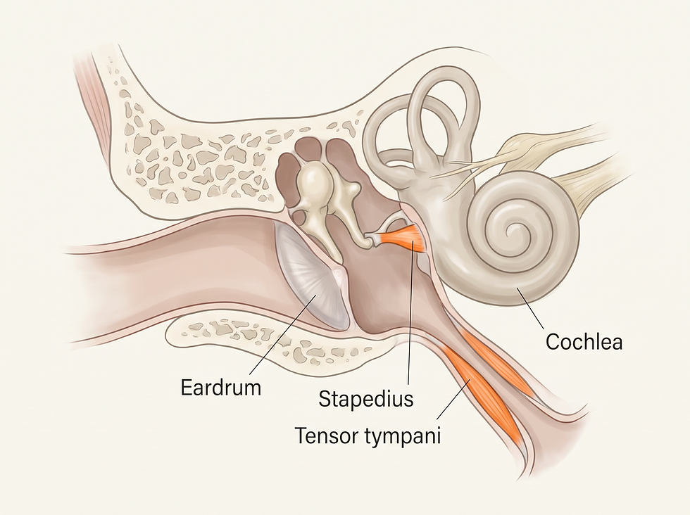 Anatomy of the middle ear muscles: eardrum, stapedius, tensor tympani, and cochlea