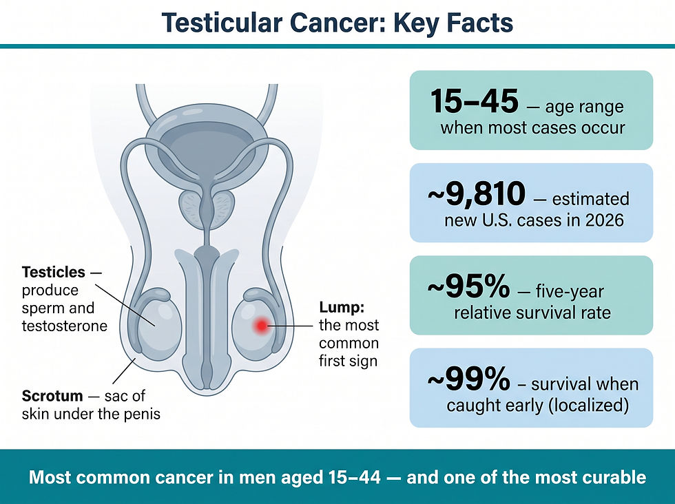 Testicular cancer key facts infographic: anatomy, peak age, 2026 case estimates, and survival rates