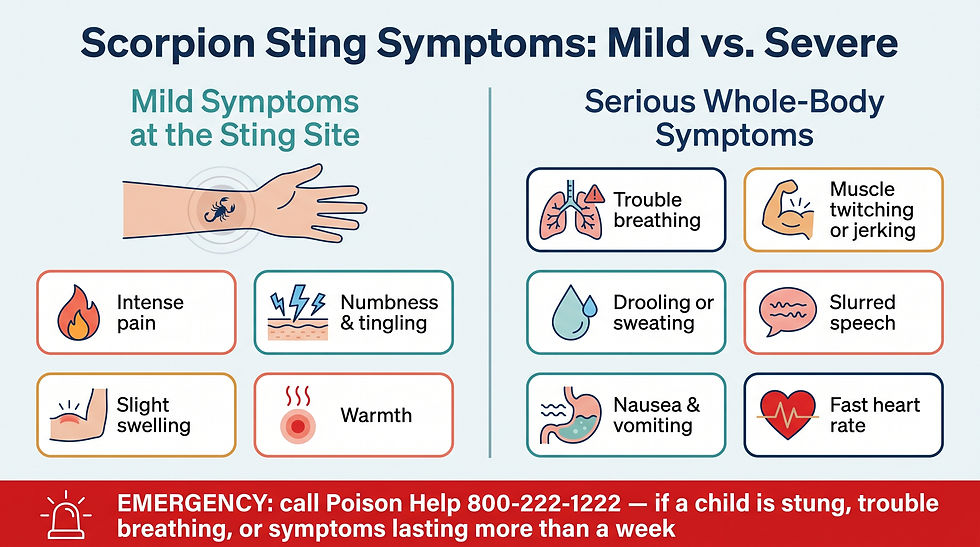 Two-panel infographic. The left panel shows mild symptoms at the sting site on an illustrated arm: intense pain, numbness and tingling, slight swelling, and warmth. The right panel shows serious whole-body symptoms in a grid: trouble breathing, muscle twitching or jerking, drooling or sweating, slurred speech, nausea and vomiting, and fast heart rate. A red emergency banner at the bottom advises calling Poison Help at 800-222-1222 if a child is stung, if breathing is difficult, or if symptoms last more than a week.