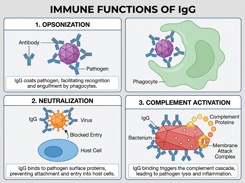 Infographic showing the three immune functions of IgG: opsonization, neutralization, and complement activation