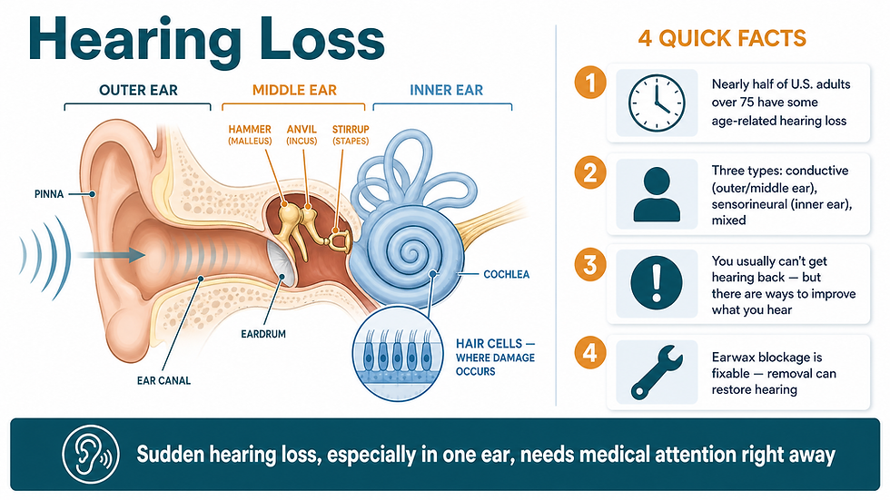 Overview of hearing loss: a cross-section diagram of the human ear labeled with the outer ear (pinna, ear canal), middle ear (eardrum and the three tiny bones — hammer/malleus, anvil/incus, stirrup/stapes), and inner ear (snail-shaped cochlea with a magnified callout of the hair cells where damage occurs), with sound waves entering the ear canal; alongside four quick facts.