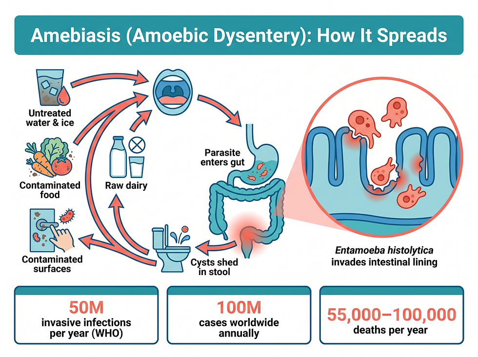 Amebiasis overview: how Entamoeba histolytica infects the gut, the fecal-oral transmission cycle, and key global statistics