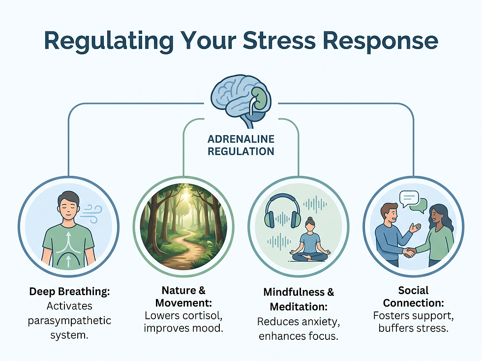 Infographic of four strategies for regulating the stress response: deep breathing, nature and movement, mindfulness and meditation, and social connection