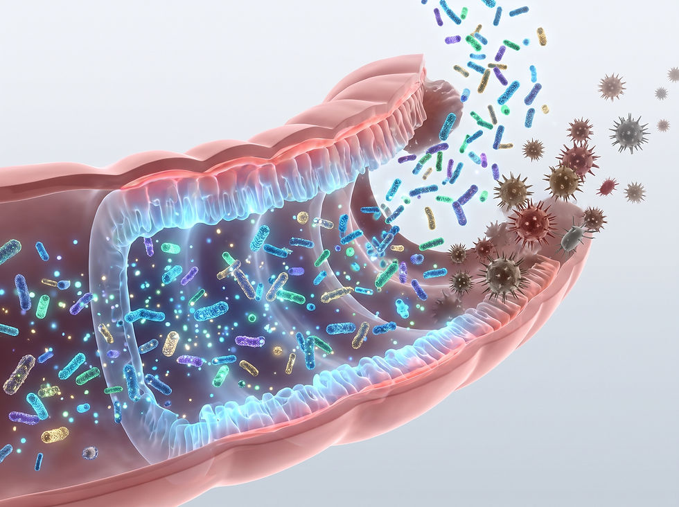 A conceptual medical illustration showing beneficial microorganisms repopulating the intestinal walls and restoring ecological balance within the colon.
