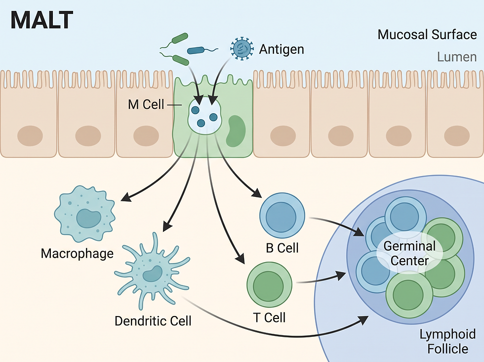 MALT immune response showing an M cell transporting antigens to macrophages, dendritic cells, B cells, T cells, and a lymphoid follicle