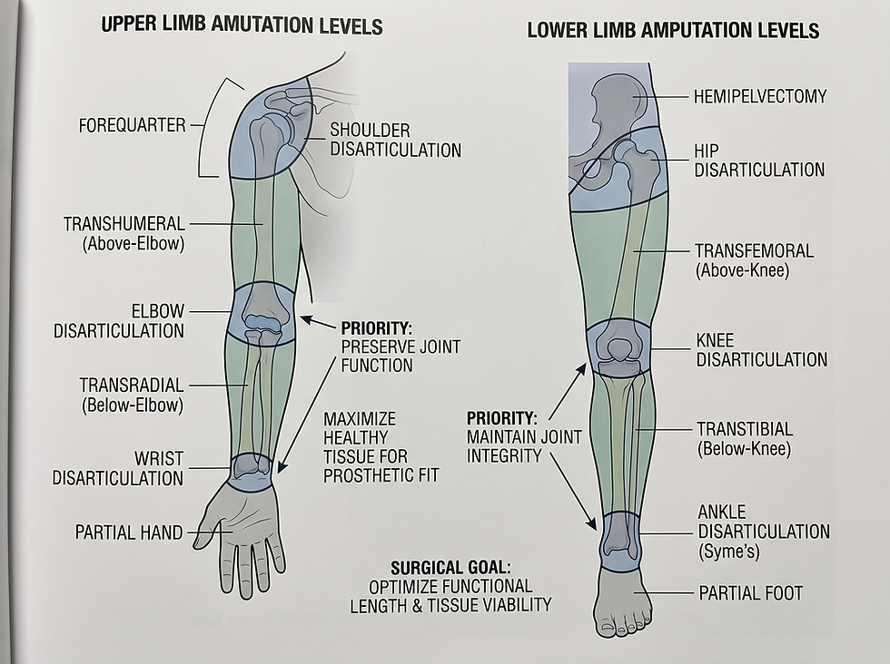 Anatomical overview of amputation levels and the surgical priority of preserving healthy tissue.