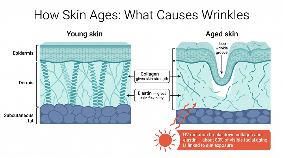 Cross-section of aging skin showing the normal layered structure versus skin with depleted collagen and elastin, fine creases at the surface, and a deep wrinkle