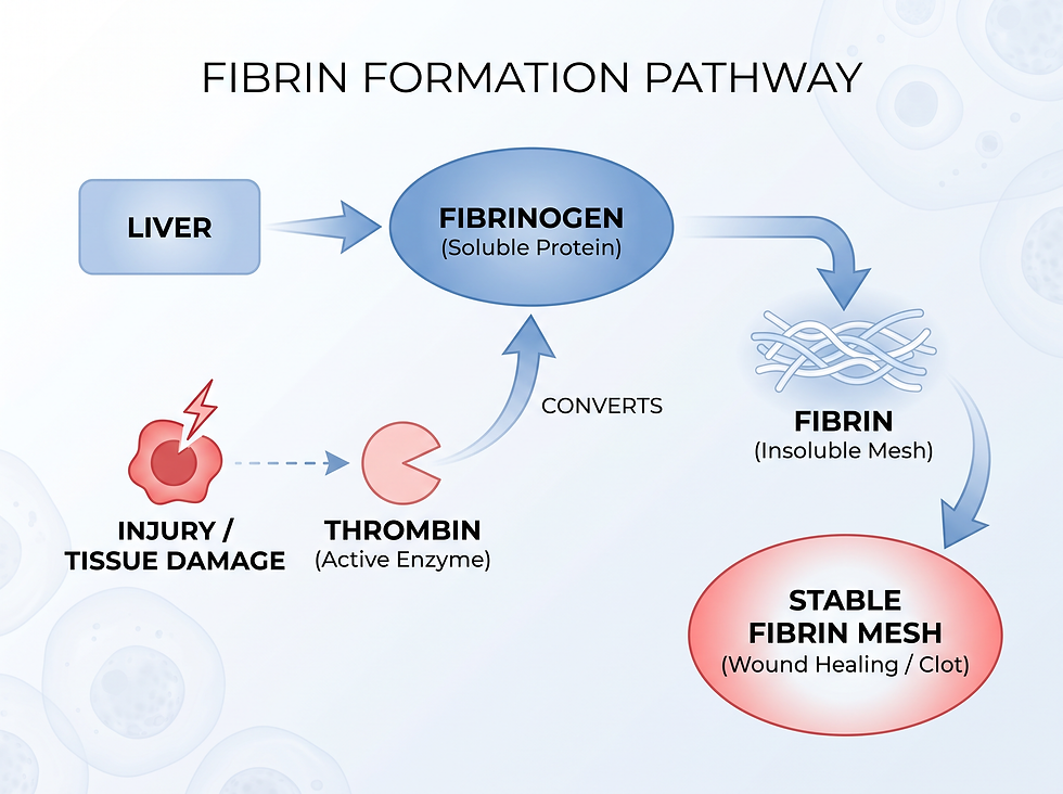 Fibrin Formation Pathway: From Liver Production to Stable Mesh