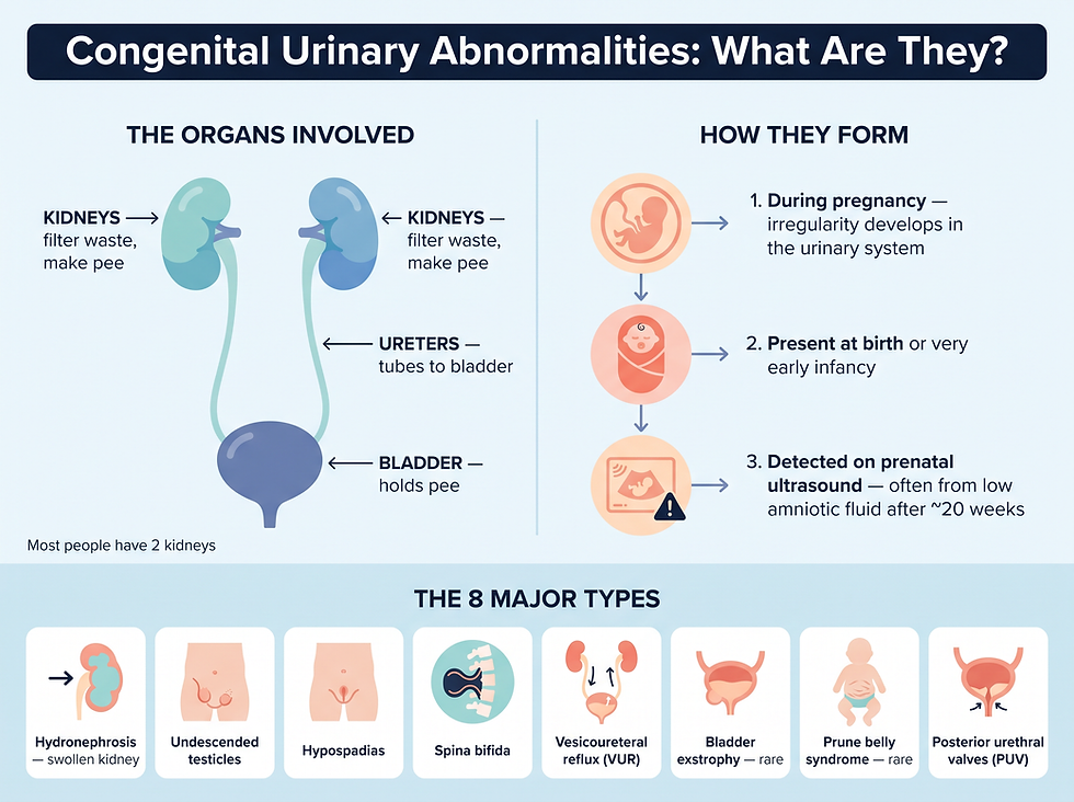 The 8 major congenital urinary abnormalities: hydronephrosis, undescended testicles, hypospadias, spina bifida, vesicoureteral reflux, bladder exstrophy, prune belly syndrome, and posterior urethral valves