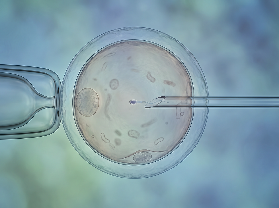 Microscopic illustration of a single sperm being injected into a mature egg held by a holding pipette during IVF fertilization